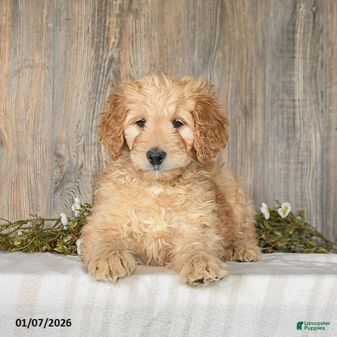 Goldendoodle dogs for sale: Epic - Ad 5