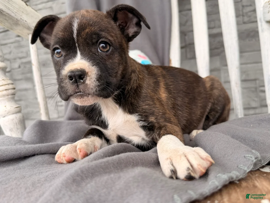Mixed Breed dogs for sale: Sunbeam  - Ad 1