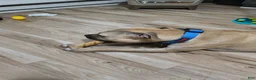 Mixed Breed dogs for sale: Kash - Ad 9