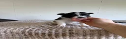Pomeranian dogs for sale: Benjamin  - Ad 2