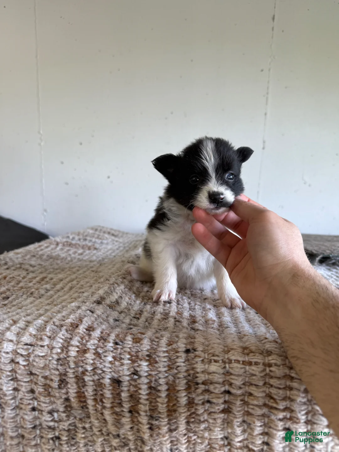 Pomeranian dogs for sale: Benjamin  - Ad 2