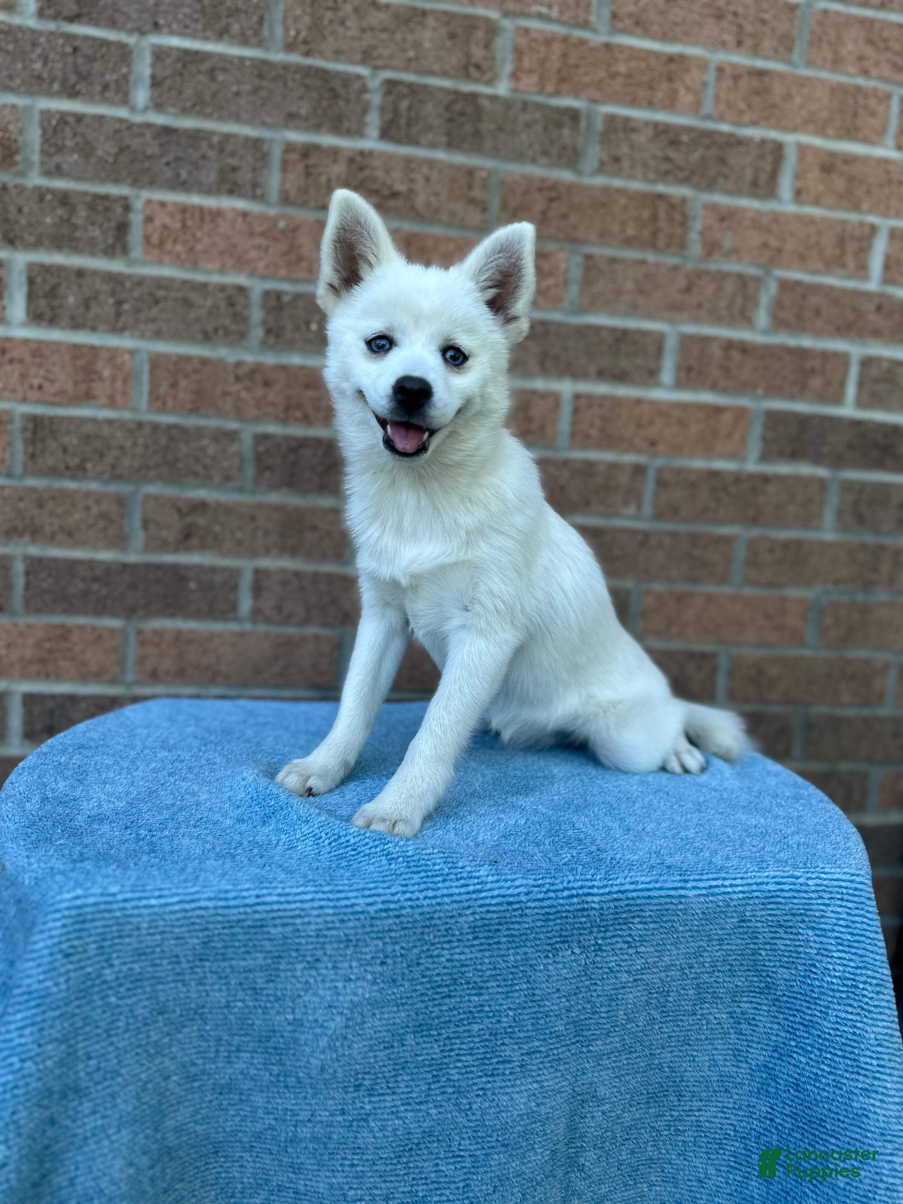 Pomsky dogs Sierra  - Ad 1