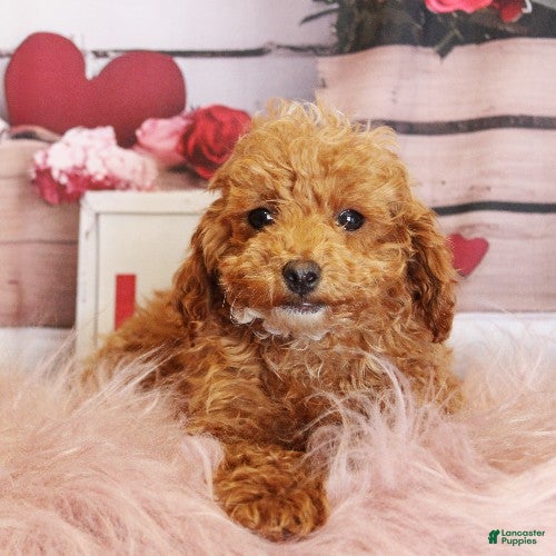 Toy Poodle dogs Snowflake - Ad 5