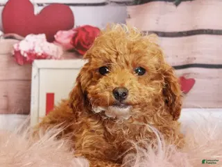 Toy Poodle dogs Snowflake - Ad 5
