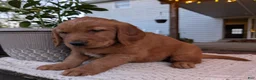 Golden Retriever dogs for sale: Daisy - Ad 6