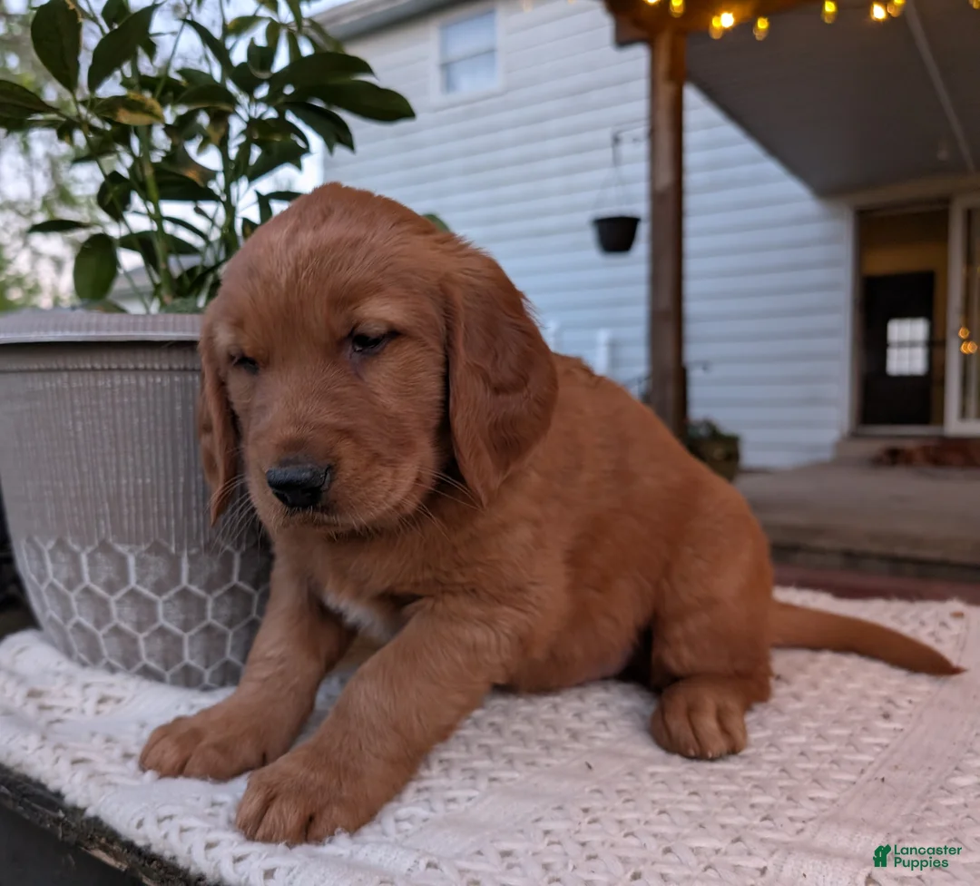 Golden Retriever dogs for sale: Daisy - Ad 6