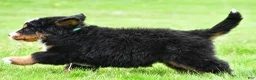 Bernese Mountain Dog dogs for sale: Rusty - Ad 9