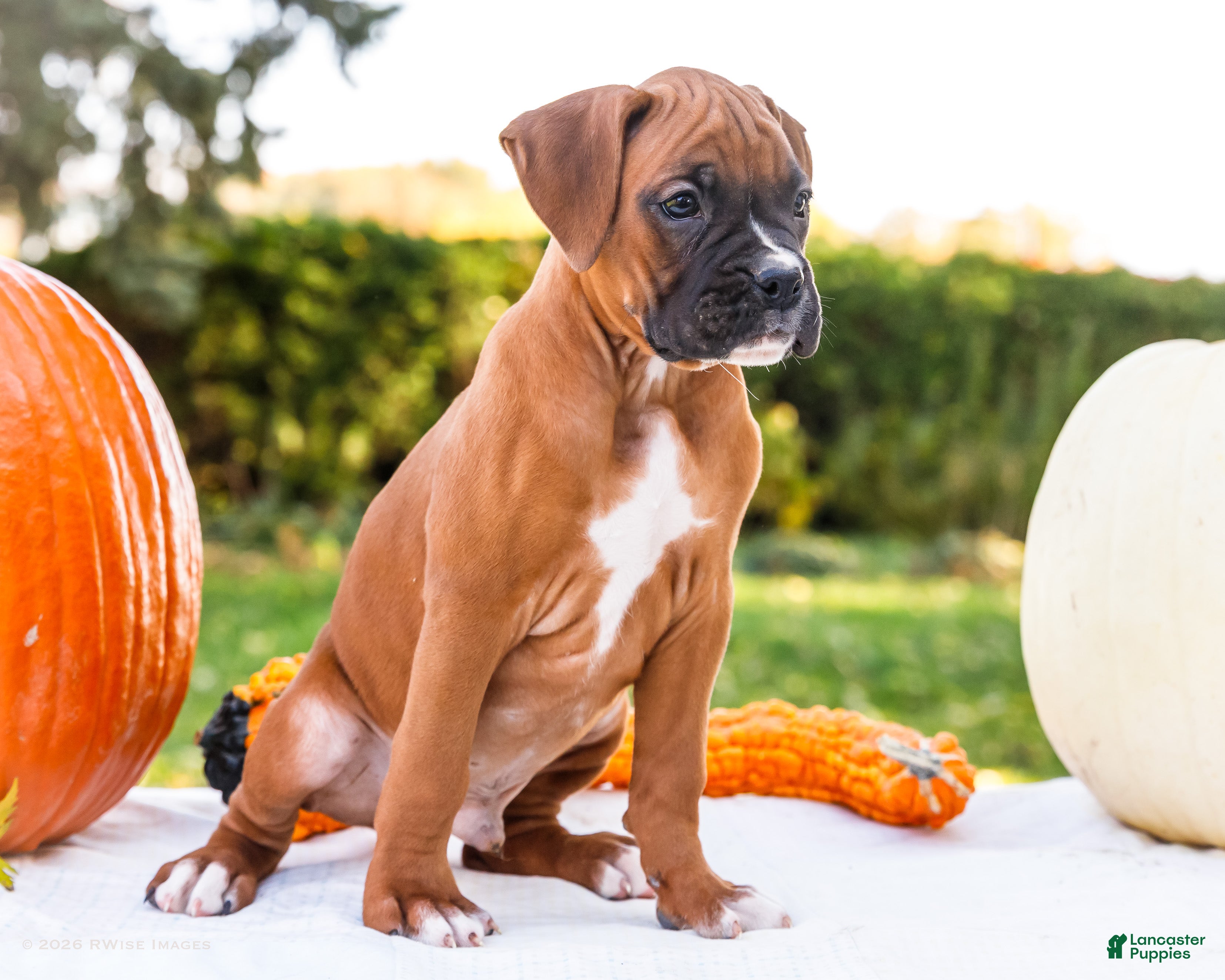 Boxer dogs for sale: Orlando Boxer - Ad 1