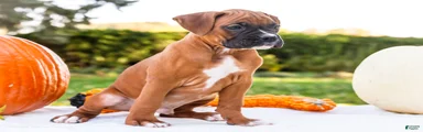 Orlando Boxer