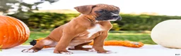 Boxer dogs for sale: Orlando Boxer - Ad 1