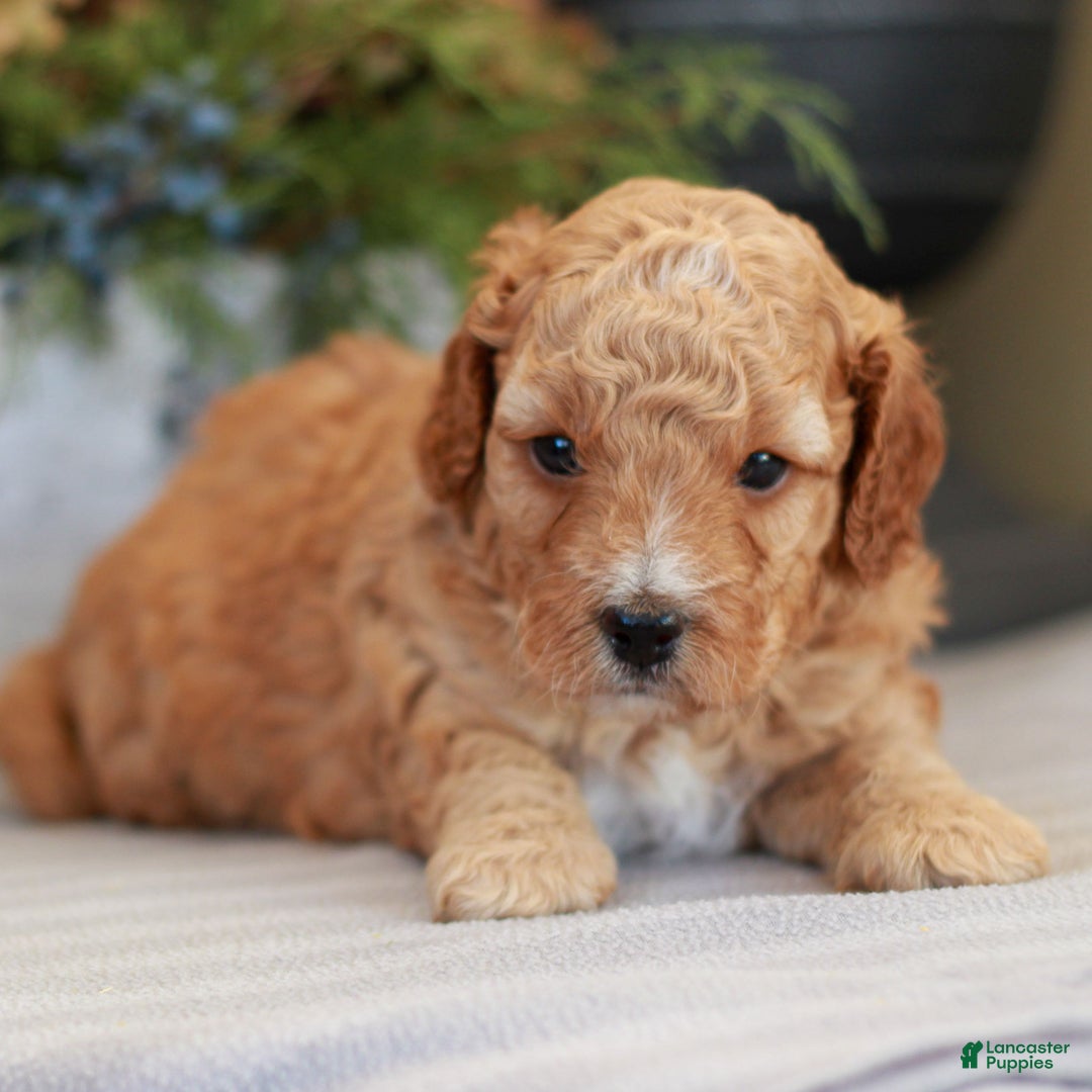 Cavapoo dogs for sale: Michael  - Ad 2