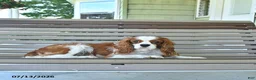 Cavalier King Charles Spaniel dogs for sale: Patrick - Ad 2