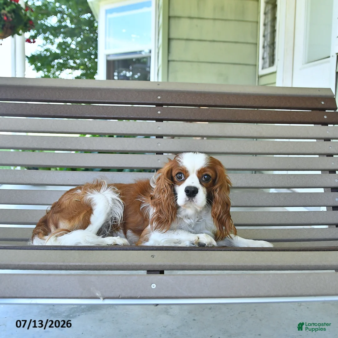 Cavalier King Charles Spaniel dogs for sale: Patrick - Ad 2