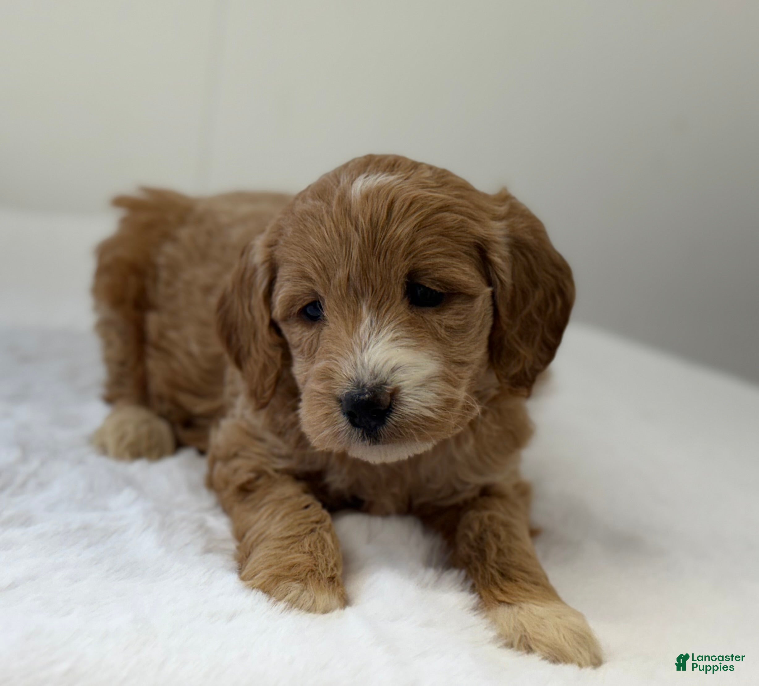 Mini Goldendoodle dogs Sadie - Ad 2