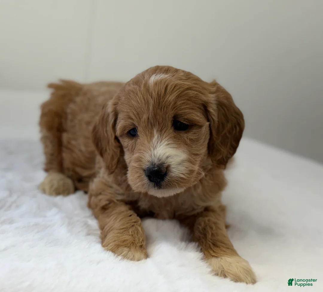 Mini Goldendoodle dogs for sale: Sadie - Ad 2