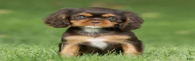 Cupcake Cavalier King Charles Spaniel 