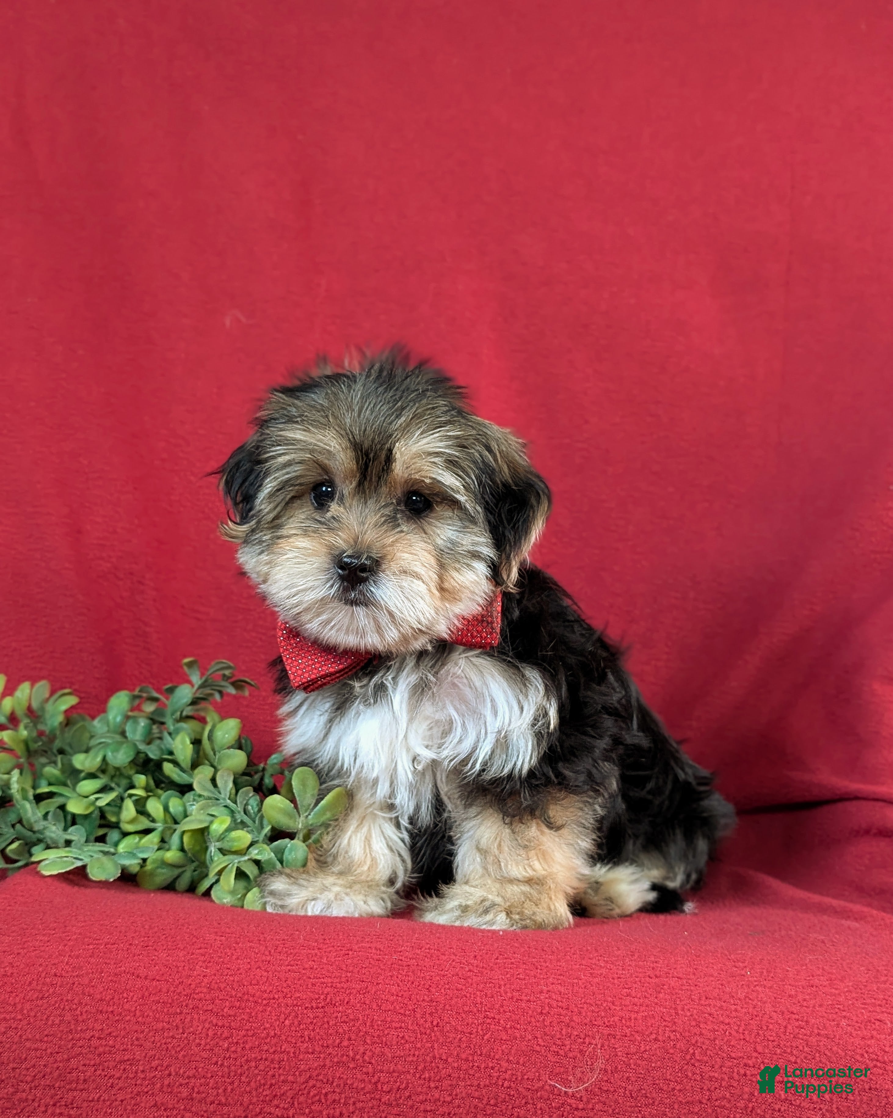 Morkie dogs Baxter 7 lbs Full Grown - Ad 2