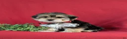 Morkie dogs for sale: Baxter 7 lbs Full Grown - Ad 2
