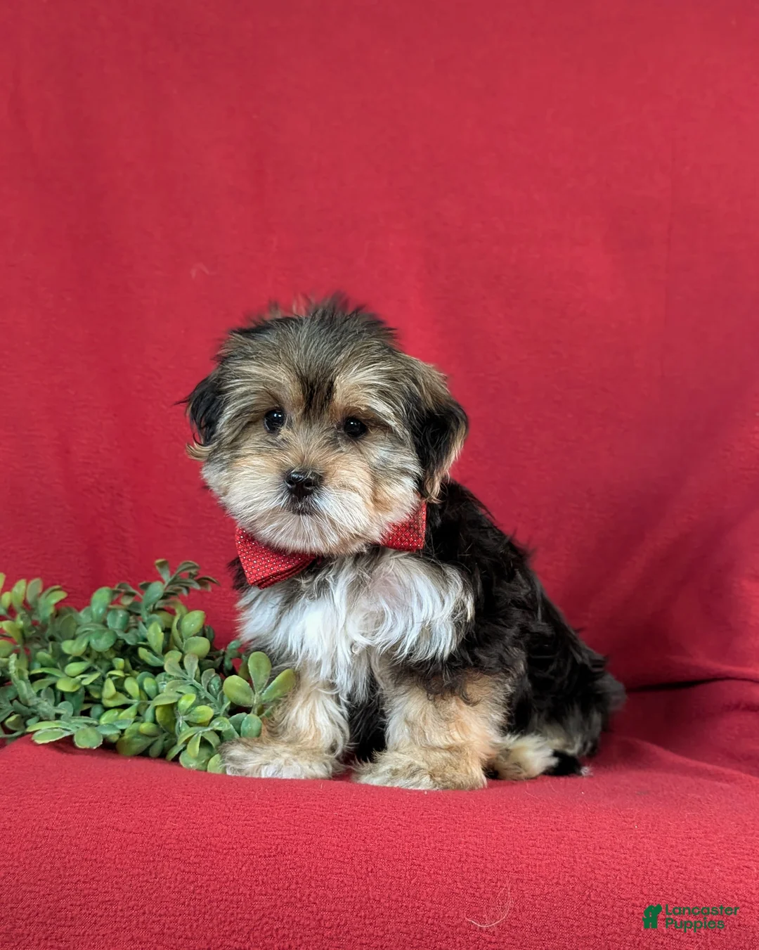 Morkie dogs for sale: Baxter 7 lbs Full Grown - Ad 2