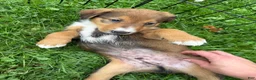 Mixed Breed dogs for sale: Miley - Ad 3