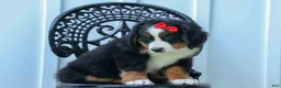 Bernese Mountain Dog dogs for sale: SPIKE - Ad 9