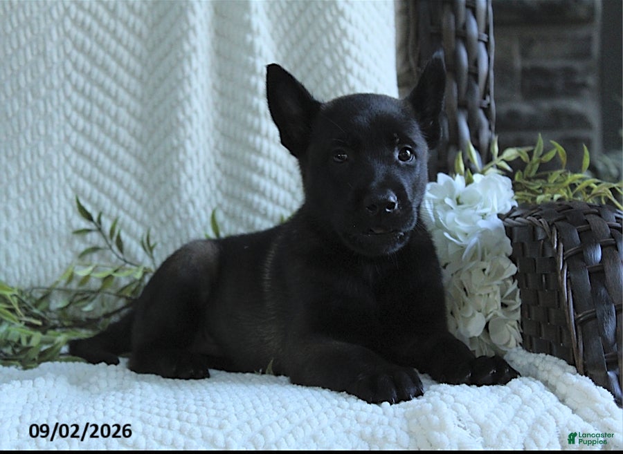 Belgian Malinois dogs Ziva - Ad 1