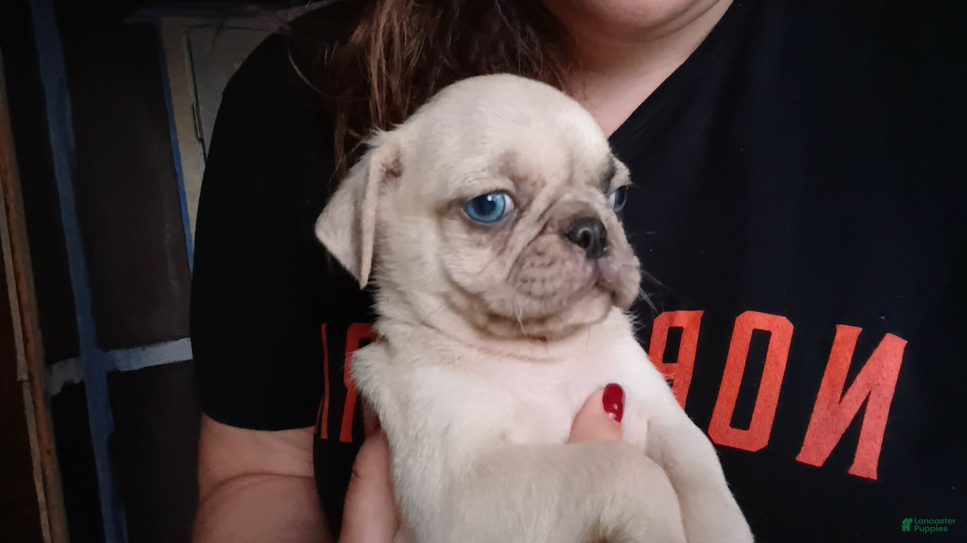 Pug dogs Demitrius  - Ad 34