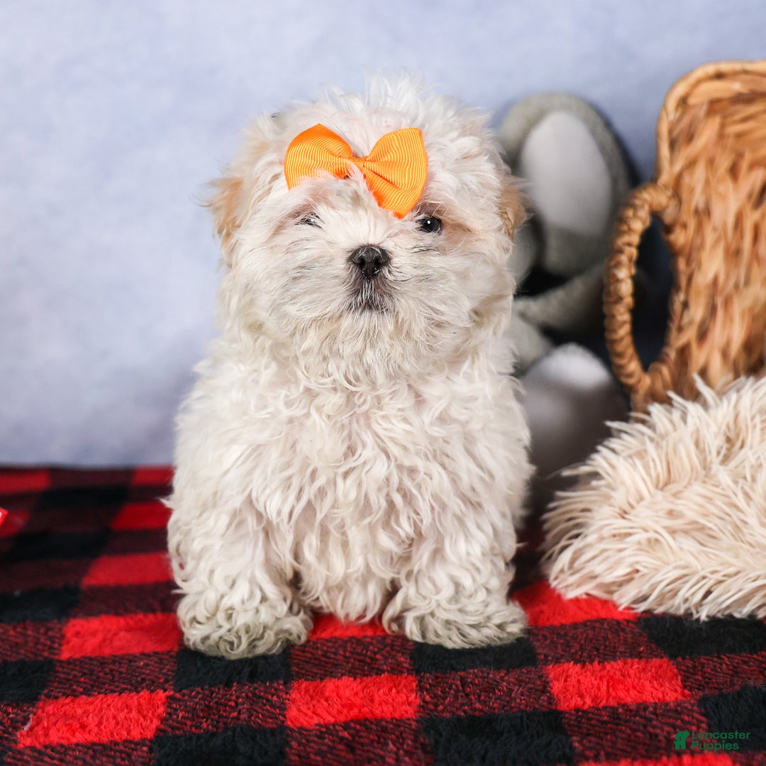 Shih Tzu dogs for sale: NICKY - Ad 8