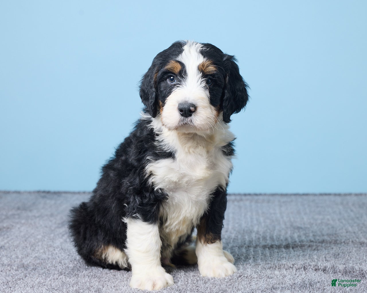 Bernedoodle dogs Hank - Ad 2