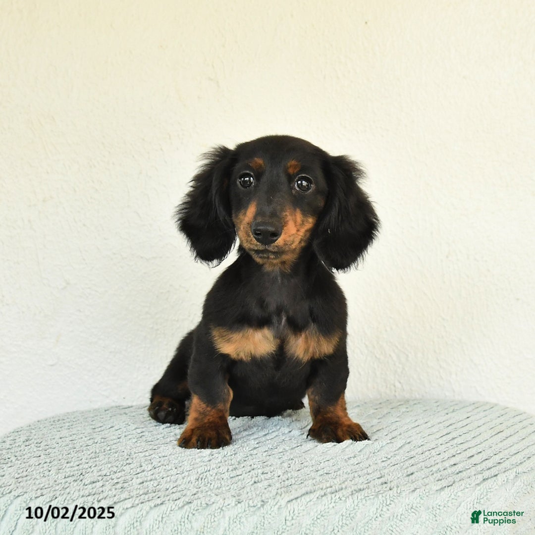Long Haired Miniature Wire Haired Standard Dachshund Puppies For