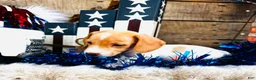 Miniature Dachshund dogs for sale: Jameson  - Ad 10
