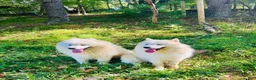 Samoyed dogs for sale: Jimmy - Ad 4