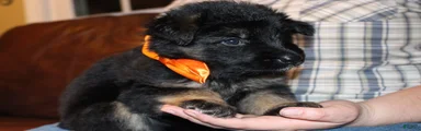 Freida, Orange collar