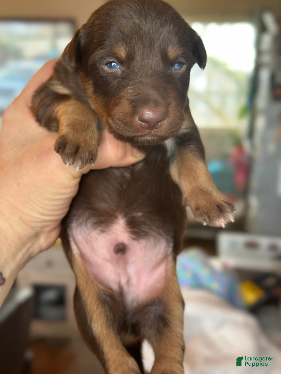 Mixed Breed dogs for sale: Kelpie/Mcnab/Border Collie  Puppy 9 - Ad 2