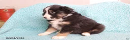 Australian Shepherd dogs for sale: Cuddles - Ad 2