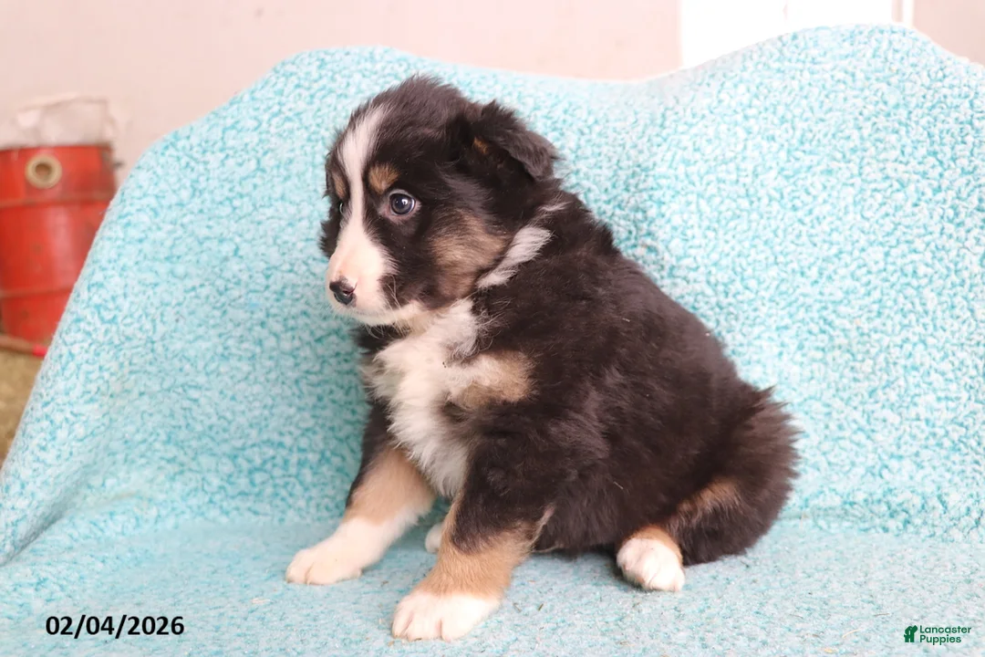 Australian Shepherd dogs for sale: Cuddles - Ad 2