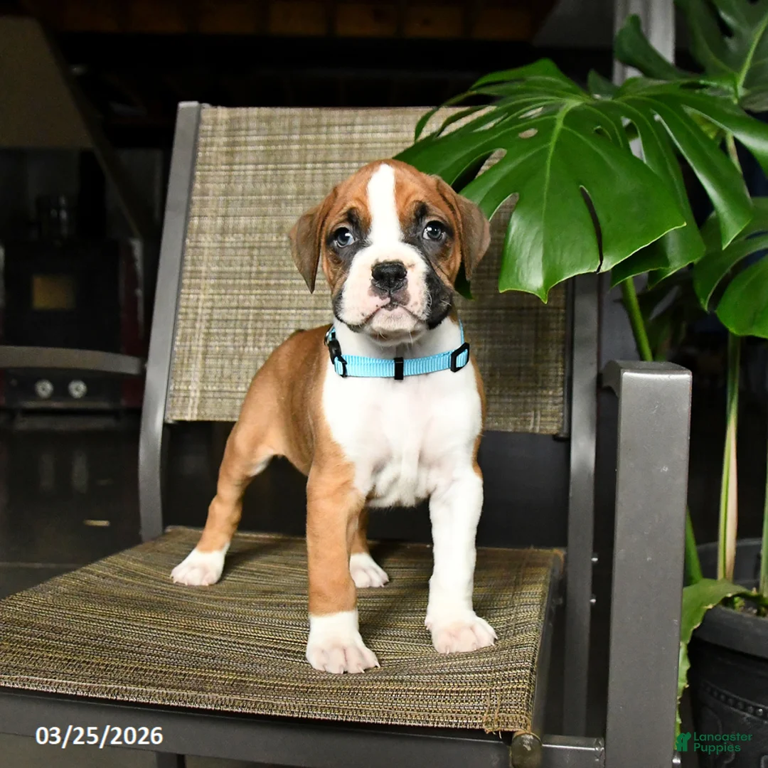 Boxer dogs for sale: Captian - Ad 1