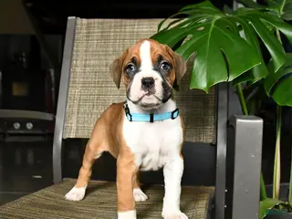 Boxer dogs for sale: Captian - Ad 4