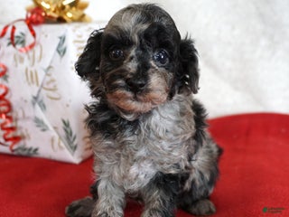 Toy Poodle dogs Lilly - Ad 5