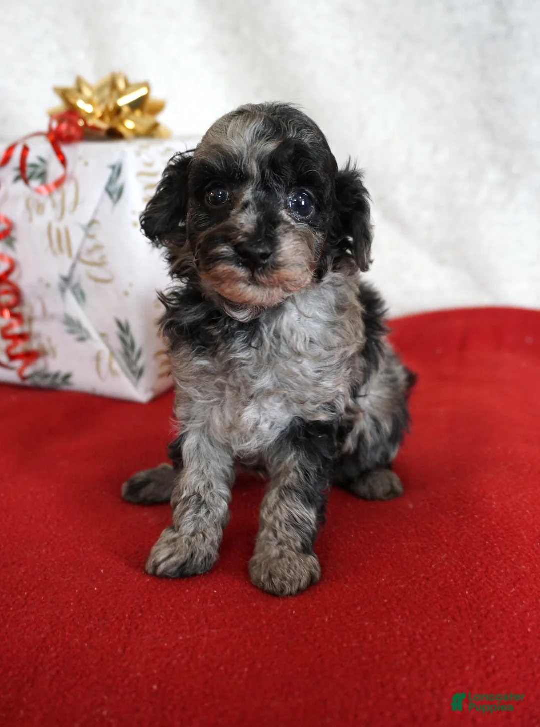 Toy Poodle dogs for sale: Lilly - Ad 10