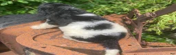 Standard Poodle dogs for sale: Trixy - Ad 2
