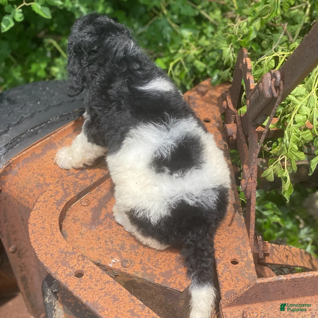 Standard Poodle dogs for sale: Trixy - Ad 2