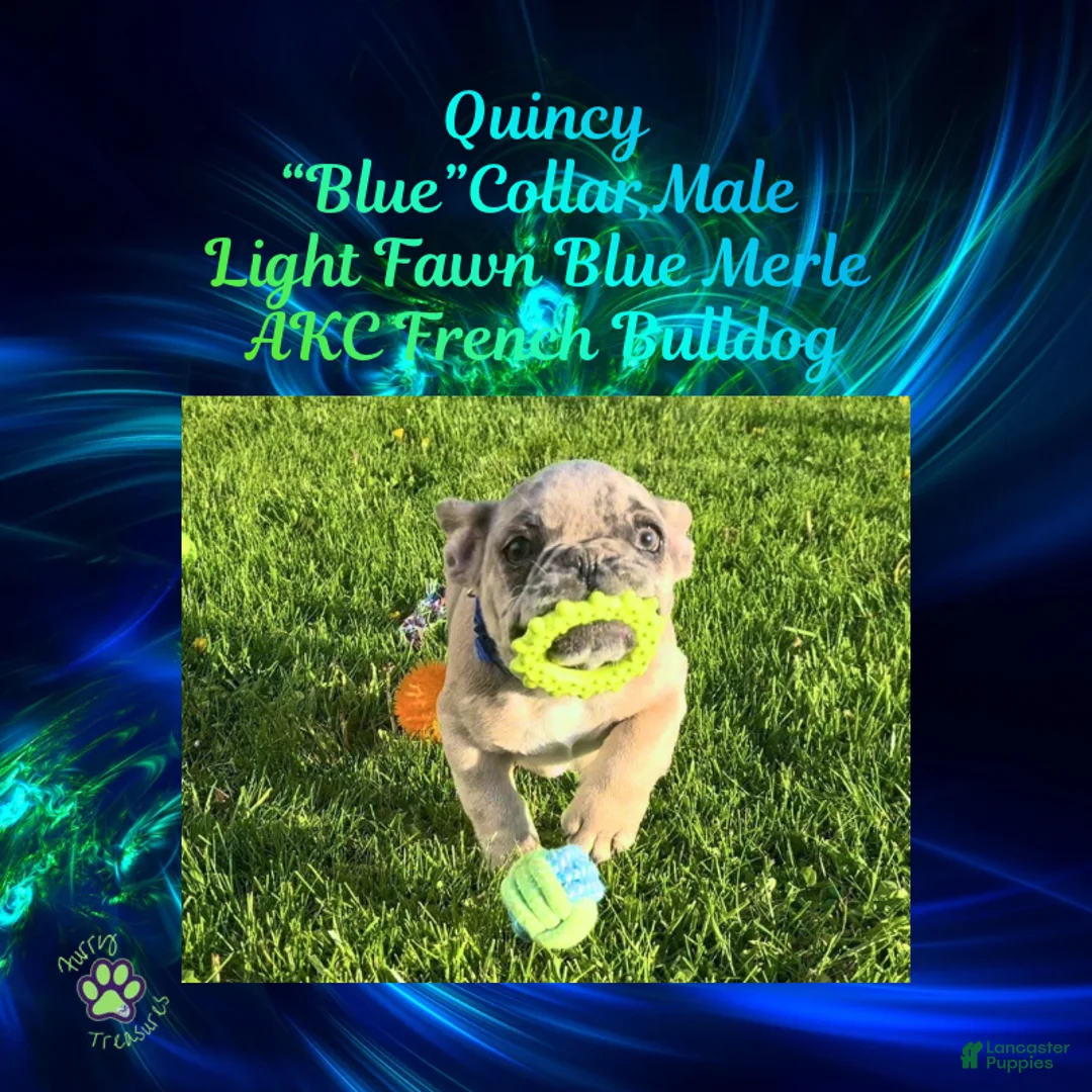 French Bulldog dogs for sale: Quincy “Blue” Collar, Male - Ad 2
