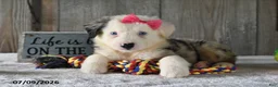 Australian Shepherd dogs for sale: Twinkle - Ad 5