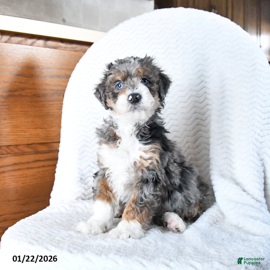 Mini Bernedoodle dogs Venus - Ad 30