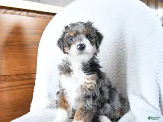 Mini Bernedoodle dogs Venus - Ad 17