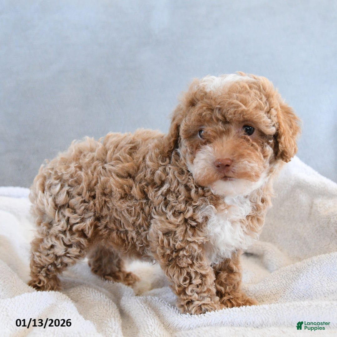 Afghan Hound dogs for sale: Blessing - Ad 2