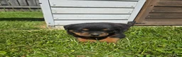 Rottweiler dogs for sale: Buck - Ad 3