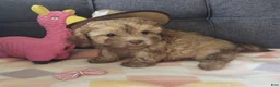 Maltipoo dogs for sale: Joedirt - Ad 4