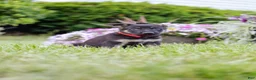 German Shepherd dogs for sale: Mario - Ad 4